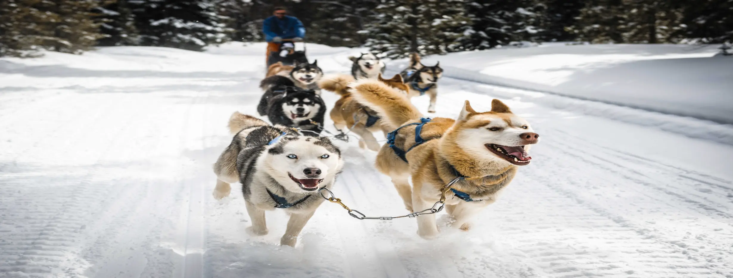Image for Dog Sledding